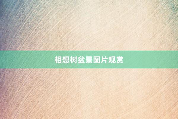 相想树盆景图片观赏